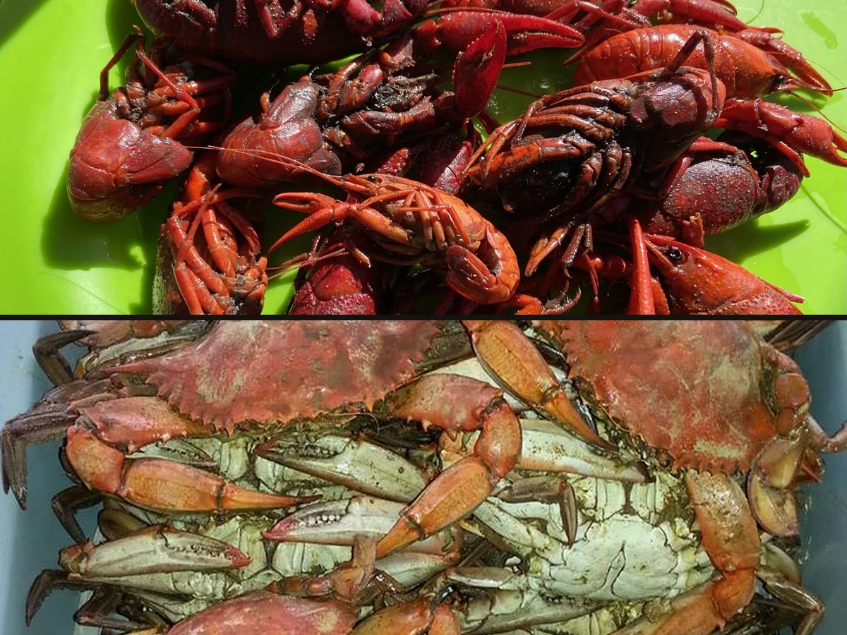 Cajun plates served on a relaxed restaurant table.